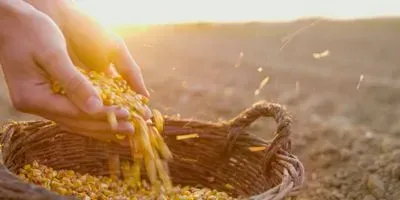 example of crop seeds