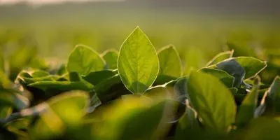 root nematodes affect important crops such as soybeans, shown here