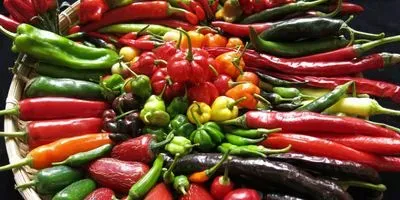 Members of the Capsicum family