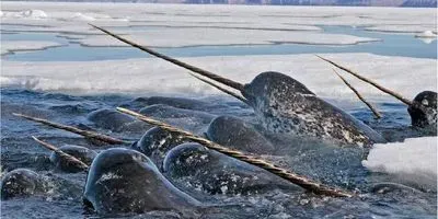 Narwhals with their characteristic spiraled tusks in dense pack ice