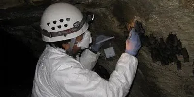 Bat Research