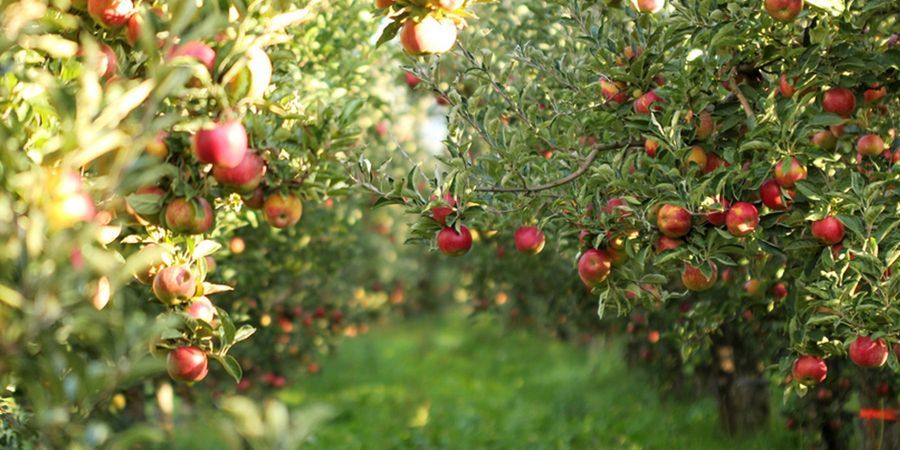 Neural Network Uses Orchard Data to Predict Fruit Quality | Lab Manager