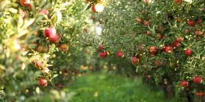 apple orchard