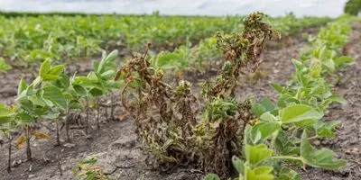 weeds killed by herbicide in a field of soybeans
