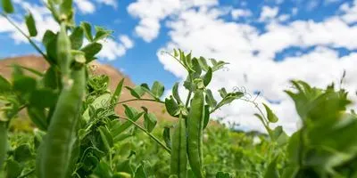peas growing in a field