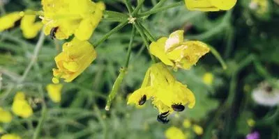 beetles on crops