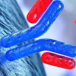 Illustration of antibodies binding cells