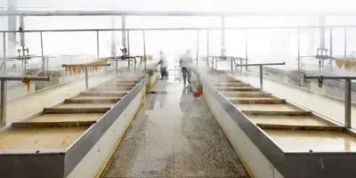 example of a tofu processing plant