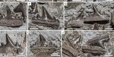 Teeth of the new hybodontiform shark Durnonovariaodus maiseyi from the Upper Jurassic Kimmeridge Clay Formation of England