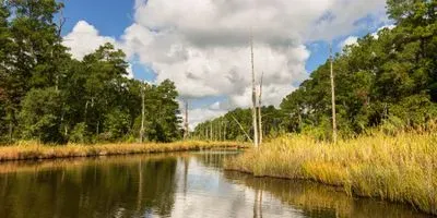 dead standing trees in coastal wetland in North Carolina