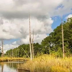 dead standing trees in coastal wetland in North Carolina