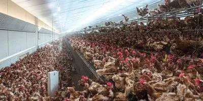 industrial chicken farming
