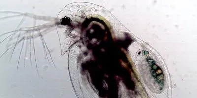 plankton-pandemics