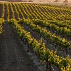winery-vineyards