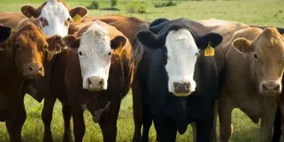 cows