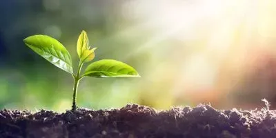 plant growing