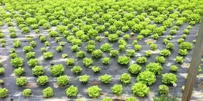 Lettuce yield using new biodisinfestation method