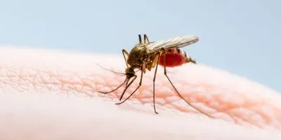 image of a blood-filled mosquito on a hand