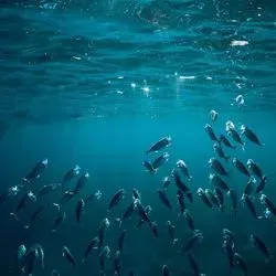 Fish swiming towards the surface