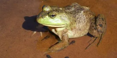 Frog with tadpoles