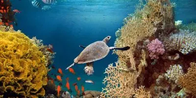 Turtle swimming in coral reef
