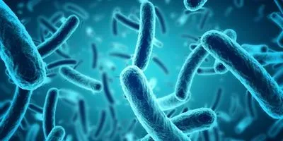 Image of bacteria in medium