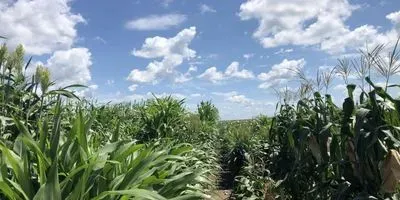 Rows of Corn Plants