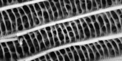  Moth wing captured at 5 keV using GSD detector and MultiVac on MAGNA SEM