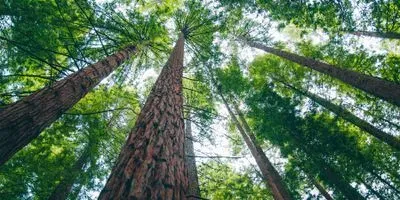 Image of red wood trees
