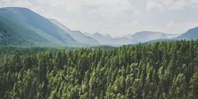 Aerial view of a forest and mountains
