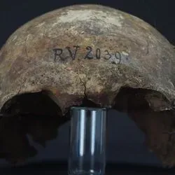 This image shows the skull bones of the man buried in Latvia, around 5,000 years ago.