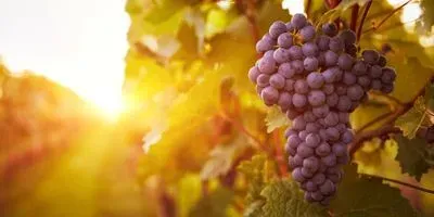 Image of grapes on a vine