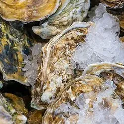 Image of oysters on ice