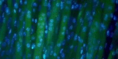 Aligned myotubes (cylindrical cells found in muscle fiber) growing on grass.