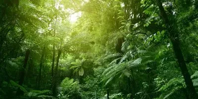 Image of a tropical forest cannopy 