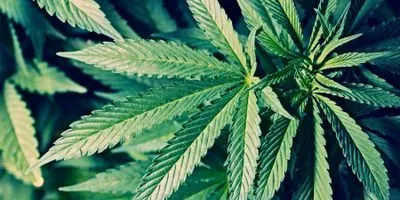 Image of cannabis leaves