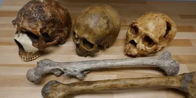 Skulls: - Left: Amud 1, Neanderthal, 55.000 years ago, ~1750 cm³ - Middle: Cro Magnon, Homo sapiens, 32.000 years ago, ~1570 cm³ - Right: Atapuerca 5, Middle Pleistocene Homo, 430.000 years ago, ~1100 cm³ Femora: - Top: Middle Pleistocene Homo, Trinil, 540.000 years ago, ~50 kg - Bottom: Neanderthal, La Ferrassie 1, 44.000 years ago, ~90 kg