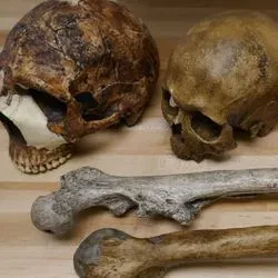 Skulls: - Left: Amud 1, Neanderthal, 55.000 years ago, ~1750 cm³ - Middle: Cro Magnon, Homo sapiens, 32.000 years ago, ~1570 cm³ - Right: Atapuerca 5, Middle Pleistocene Homo, 430.000 years ago, ~1100 cm³ Femora: - Top: Middle Pleistocene Homo, Trinil, 540.000 years ago, ~50 kg - Bottom: Neanderthal, La Ferrassie 1, 44.000 years ago, ~90 kg