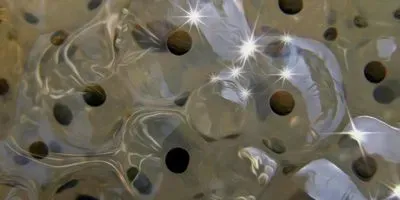 Frog eggs like those pictured here release zinc when fertilized, much like mammalian eggs do.