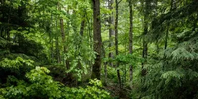Image of a forest in the day