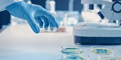Scientist growing bacteria in petri dishes