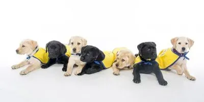 If you feel like your dog gets you in a way that most other animals don't, you're right. New research comparing dog puppies to human-reared wolf pups offers some clues to how dogs' unusual people-reading skills came to be.