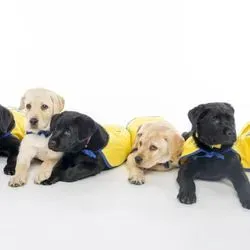 If you feel like your dog gets you in a way that most other animals don't, you're right. New research comparing dog puppies to human-reared wolf pups offers some clues to how dogs' unusual people-reading skills came to be.