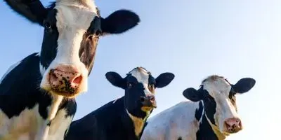 Image of cows