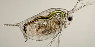 Image of a Daphnia