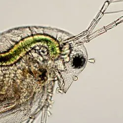Image of a Daphnia