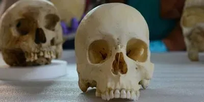 Skulls in the lab of Ann Ross at NC State University. Ross is a biological anthropologist and forensic science researcher.