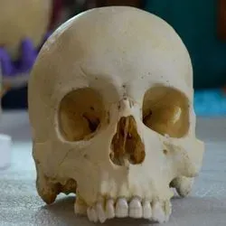 Skulls in the lab of Ann Ross at NC State University. Ross is a biological anthropologist and forensic science researcher.