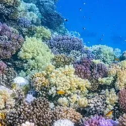 Image of a coral reef
