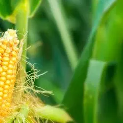 Image of shucked corn on the cob before harvest